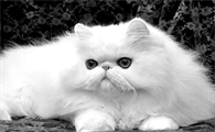 梦见死去的猫是托梦吗