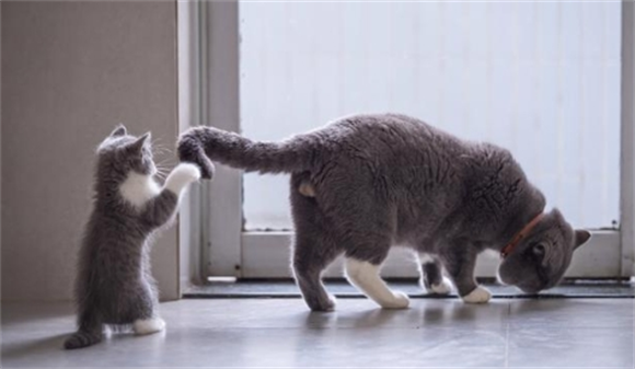 猫怎么训练听话 猫怎么训练听话