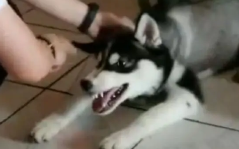 哈士奇犯错被抓反而还凶主人,结果主人拿出了这个,二哈立马认怂 哈士奇犯错被抓反而还凶主人,结果主人拿出了这个,二哈立马认怂