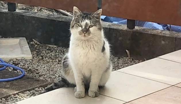小猫主动上门意味着什么