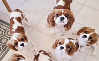 查理士王小猎犬贵族修勾，爱不释手