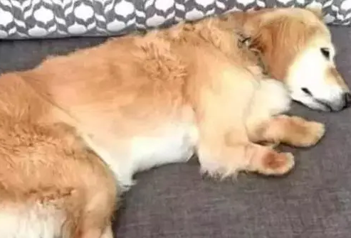 狗狗趁主人不注意，偷吃了块肉，得到的惩罚是打断四肢并丢弃！