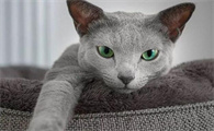 睡觉时把猫关在卫生间里