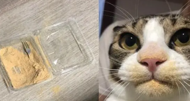 猫咪偷吃被抓包,还和主人装无辜,主人:你忘记擦嘴了! 猫咪偷吃被抓包,还和主人装无辜,主人:你忘记擦嘴了!
