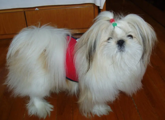 西施犬是中国的吗