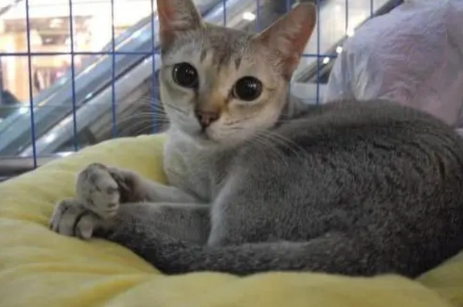 国内有夏特尔蓝猫吗