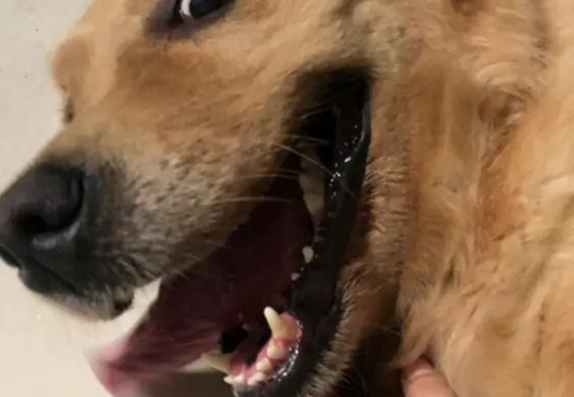 狗指甲刮到了出了点血有事吗 狗指甲刮到了出了点血有事吗
