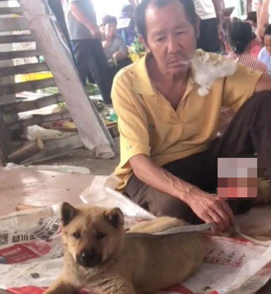 大叔为了生活所迫,不得不将两只田园犬摆摊售卖 大叔为了生活所迫,不得不将两只田园犬摆摊售卖