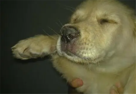 犬瘟是什么原因引起的 犬瘟是什么原因引起的