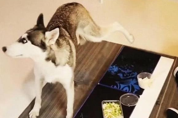 想吃米饭被拒绝,二哈偷偷抬起后腿,拿“水抢”射了一碗! 想吃米饭被拒绝,二哈偷偷抬起后腿,拿“水抢”射了一碗!