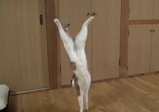 听说你家猫会倒立是什么意思