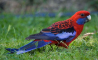红宝石玫瑰鹦鹉是保护动物吗