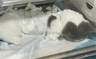 母猫可以绝育吗