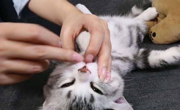 强行给猫喂药它会恨你吗