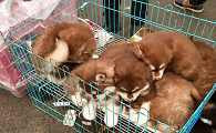 狗市怎么买狗最安全