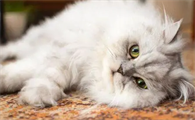 如何解决猫掉毛问题