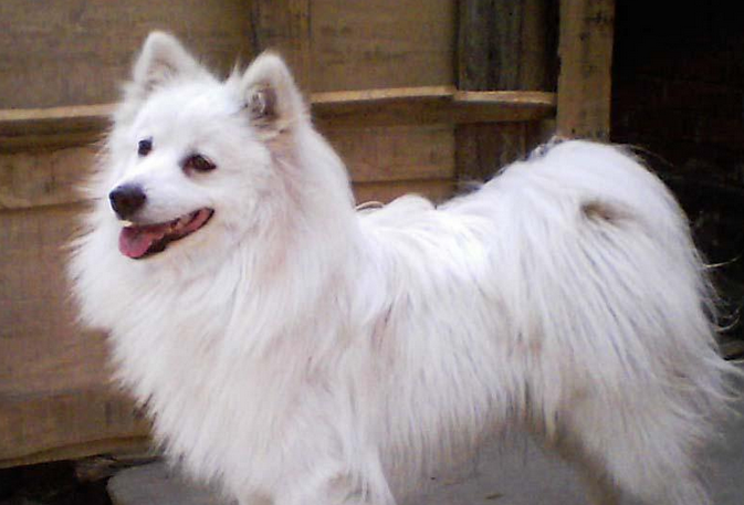 养银狐犬的注意事项
