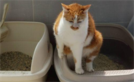 如何帮小猫排便