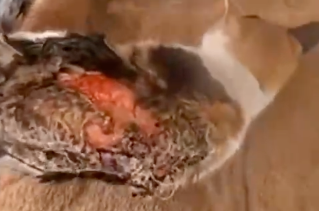 流浪猫忽然失踪,本以为是找到了家,结果却发现它遇到恶魔…… 流浪猫忽然失踪,本以为是找到了家,结果却发现它遇到恶魔……