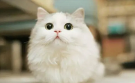 淘气的小猫用冒号写一段话