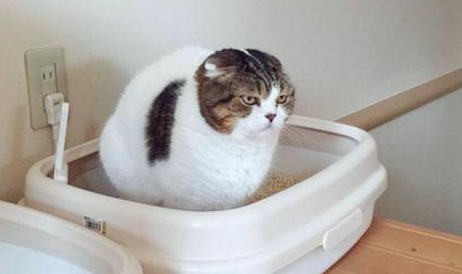 农村怎么让猫在外面拉粑粑