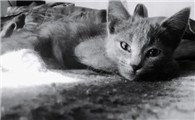 猫有九条命是真的吗