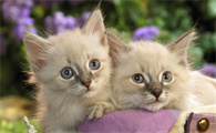 猫在床上拉尿怎么办