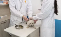 小马宠物医院是什么游戏