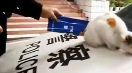 猫咪趴在警车上不下来,怎么驱赶都没用,只好把它暂时收编了 猫咪趴在警车上不下来,怎么驱赶都没用,只好把它暂时收编了