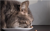 小猫吃什么食物