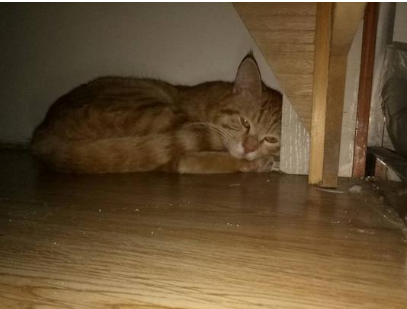新买的小猫要躲床底几天