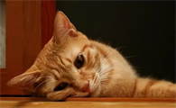 猫中毒多久没死算没事
