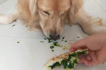 狗能吃韭菜吗为什么