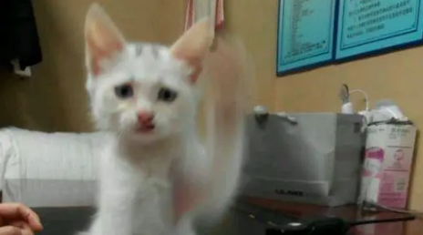 小奶猫卖萌求关注无果,秒转小疯婆子,主人都看呆了! 小奶猫卖萌求关注无果,秒转小疯婆子,主人都看呆了!