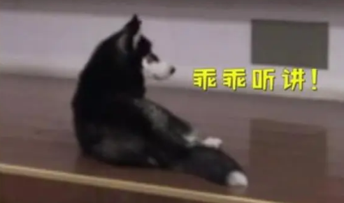 迷路哈士奇竟然跑进了教室上课,就连老师也忍不住拍照 迷路哈士奇竟然跑进了教室上课,就连老师也忍不住拍照