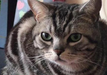 为什么人死后猫不能靠近棺材 为什么人死后猫不能靠近棺材