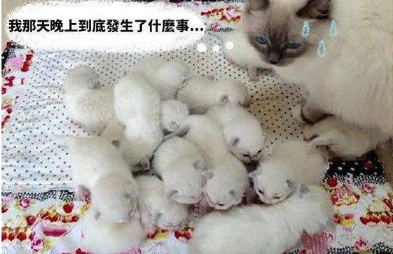 母猫一胎生下十六只小猫，每到喂奶时，那场面跟打架似的，太刺激