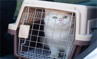 托运猫咪要多少钱