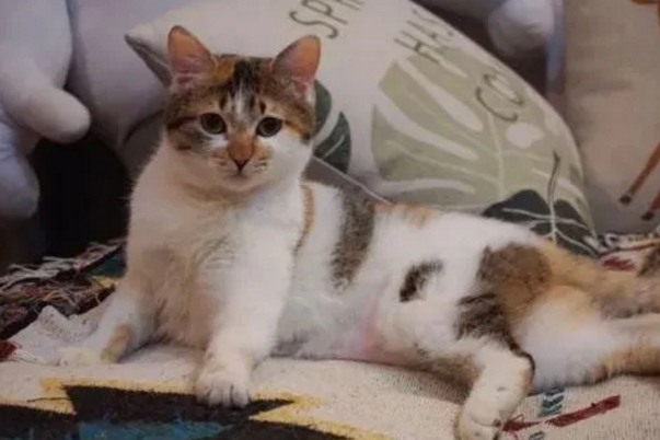 上一个房客养猫味道怎么去除