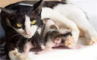 母猫哺乳期会怀孕吗