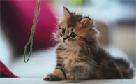 猫有灵性吗?伤害它会怎么样