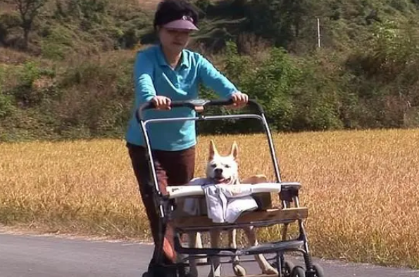 狗狗被车撞伤,主人自责不已,悉心照顾几月后,狗狗重新站了起来 狗狗被车撞伤,主人自责不已,悉心照顾几月后,狗狗重新站了起来