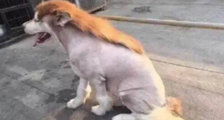 主人因出差,把阿拉斯加犬寄养在父亲家,回来接时狗狗变成这模样 主人因出差,把阿拉斯加犬寄养在父亲家,回来接时狗狗变成这模样