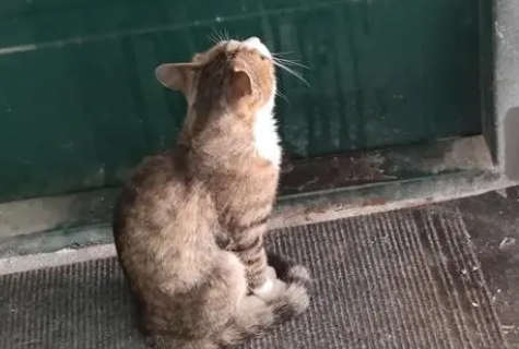 陌生猫蹲在家门口预示