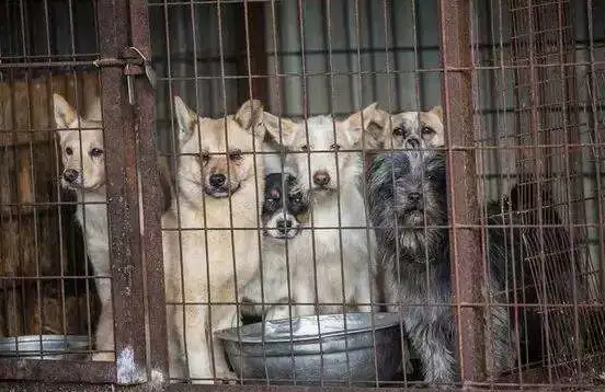 为什么被送进屠宰场的狗狗都跑不掉?看完很心疼 为什么被送进屠宰场的狗狗都跑不掉?看完很心疼