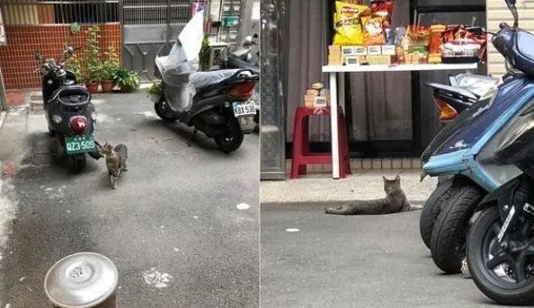 终于放晴了，流浪猫大剌剌翻肚爽睡，网笑：案发现场？