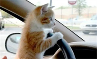 猫在车里尿有什么忌讳
