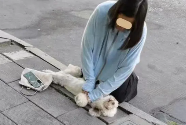 宠物狗被车撞伤,女子当场号啕大哭,给狗做心肺复苏和人工呼吸 宠物狗被车撞伤,女子当场号啕大哭,给狗做心肺复苏和人工呼吸