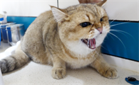 母猫应激了屎失禁会死吗