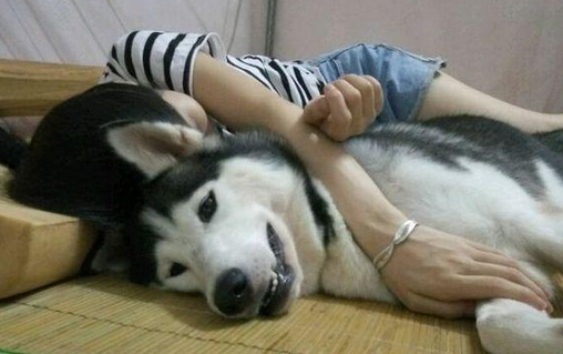 女子一个人在家害怕，抱着二哈睡觉，男友出差回来脸都绿了